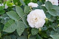 White bushy braided roses in garden Royalty Free Stock Photo