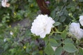 White bushy braided roses in garden Royalty Free Stock Photo