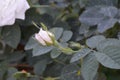 White bushy braided roses in garden Royalty Free Stock Photo