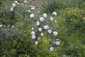 White bushy braided roses in garden Royalty Free Stock Photo