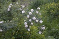 White bushy braided roses in garden Royalty Free Stock Photo