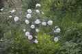 White bushy braided roses in garden Royalty Free Stock Photo