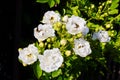 White bushy braided roses in garden Royalty Free Stock Photo