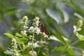 White butter perched on flowers