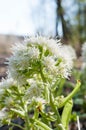 The white butterbur - flowering plant species in the daisy family Asteraceae Royalty Free Stock Photo