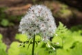 White Butterbur - flowering in spring Royalty Free Stock Photo