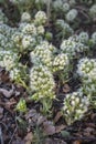 White Butterbur Petasites alba