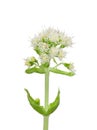 White Butterbur (Petasites albus) Royalty Free Stock Photo