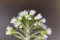 White butterbur Petasites albus flower Royalty Free Stock Photo
