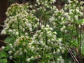 White Butterbur, Petasites albus, herbal medicine, spring flower Royalty Free Stock Photo