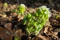 White butterbur (Petasites albus) plant growing in early spring Royalty Free Stock Photo