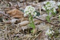 White butterbur Petasites albus in a wild Royalty Free Stock Photo