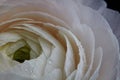 White buttercup with drops, macro photo. Natural pattern Royalty Free Stock Photo