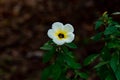 White buttercup flower Royalty Free Stock Photo