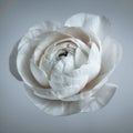 White Buttercup, Ranunculus on a gray background close up, macro. Big white flower head. Side view. Textured petals Royalty Free Stock Photo