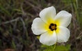 White buttercup or sulphur alder flower, Turnera subulata Royalty Free Stock Photo