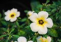 White buttercup. Royalty Free Stock Photo