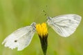 White butterflies