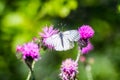 White butterflies with black lines sitting on violet flower Sylibum Marianum Royalty Free Stock Photo