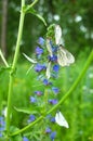 White butterflies with black veins gathers nectar on blue flower