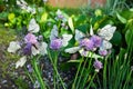 White butterflies with black veins gathers nectar on purple wild onion flower in city garde