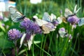 White butterflies with black veins gathers nectar on purple wild onion flower