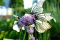 White butterflies with black veins gathers nectar on purple wild onion flower Royalty Free Stock Photo