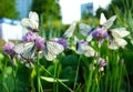 White butterflies with black veins gathers nectar on purple wild onion flower in city garden Royalty Free Stock Photo