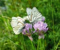 White butterflies with black veins gathers nectar on purple wild onion flower