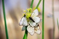 White butterflies with black veins sit on a round yellow wild onion flower on a light blurred background. The concept of a warm Royalty Free Stock Photo