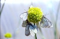 White butterflies with black veins sit on a round yellow wild onion flower on a light blurred background. The concept of a warm Royalty Free Stock Photo