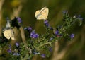 White butterflies on a purple-blue Sage flower, natural background. Royalty Free Stock Photo