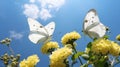 White butterflies close up macro photo. Detailed butterfly black-veined white Pieridae on yellow garden flowers. Sunny