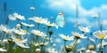 White butterflies close up macro photo. Detailed butterfly black-veined white Pieridae on yellow garden flowers. Sunny summer