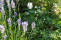 White butterflies flutter in lavender flowers. Summer garden