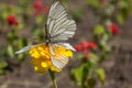 White butterflies mate on a yellow flower in the park