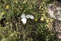 White butterflies, one is sitting on the bush and the other is flying Royalty Free Stock Photo