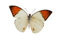 The White Butterfly 2 Royalty Free Stock Photo