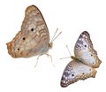 White Butterfly Royalty Free Stock Photo