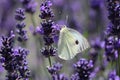 Cabbage White Butterfly Amongst Beautiful Lavender Flowers Royalty Free Stock Photo