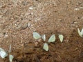 Many white butterfly on horse apples in the forest Royalty Free Stock Photo