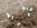 Many white butterfly on horse apples in the forest Royalty Free Stock Photo