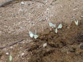 Many white butterfly on horse apples in the forest Royalty Free Stock Photo