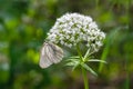 White butterfly aporia crataegi sits on a flowering plant in nature.