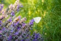 White butterfly and bee on purple lavender flowers in summer Royalty Free Stock Photo