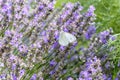 White butterfly with big eyes and antenna on purple lavender flower in summer Royalty Free Stock Photo