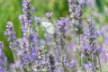 White butterfly with big eyes and antenna on purple lavender flower in summer Royalty Free Stock Photo
