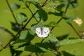 White butterfly with black dots on a stinging-nettle warms up in sunlight on a shiny summer day for pollination and mating