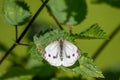 White butterfly with black dots on a stinging-nettle warms up in sunlight on a shiny summer day for pollination and mating