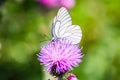 White butterfly with black lines sitting on violet flower Sylibum Marianum Royalty Free Stock Photo